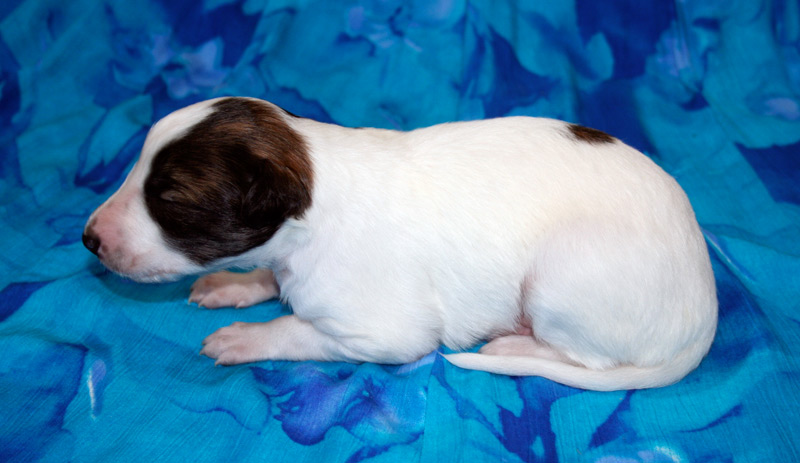 Surf Spots - Boy 1 Left